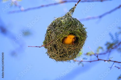 Webervogel beim Nestbau photo