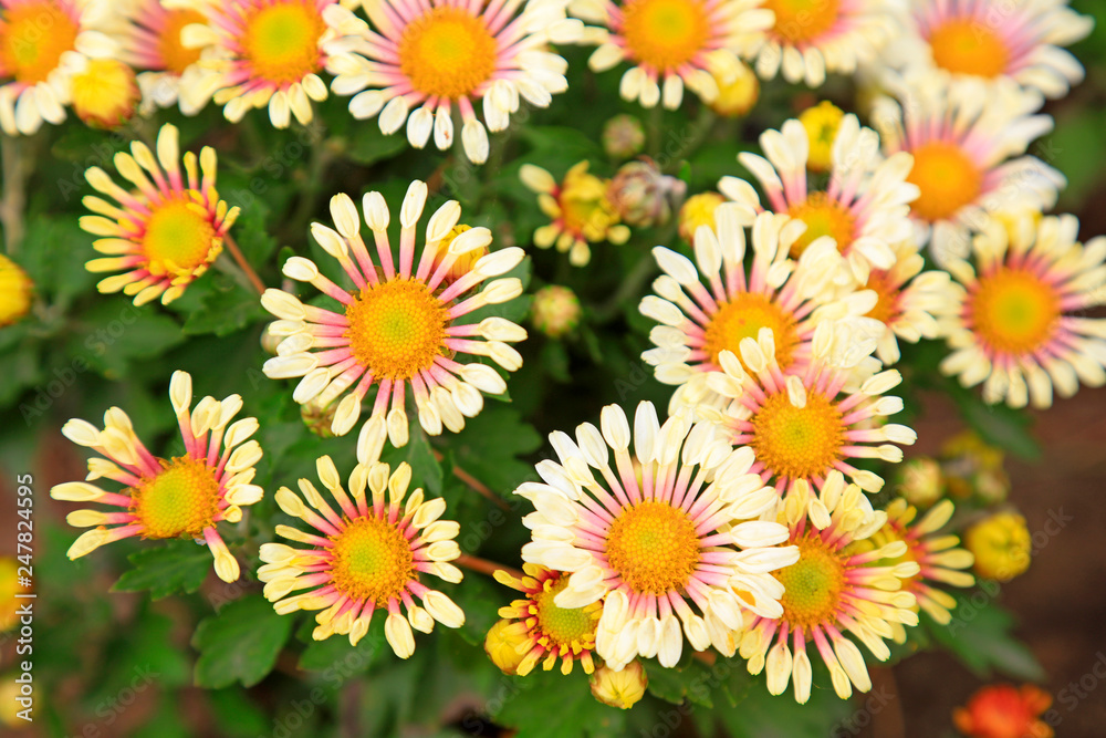 Chrysanthemum in the botanical garden