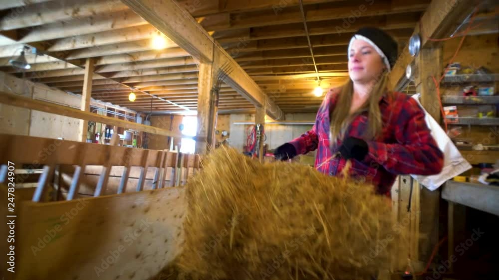 A young woman on a farm lifting straw bales inside of a sheep barn