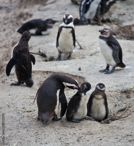 African penguin family: mother with two new born babies chickes. Cape town. South Africa.
