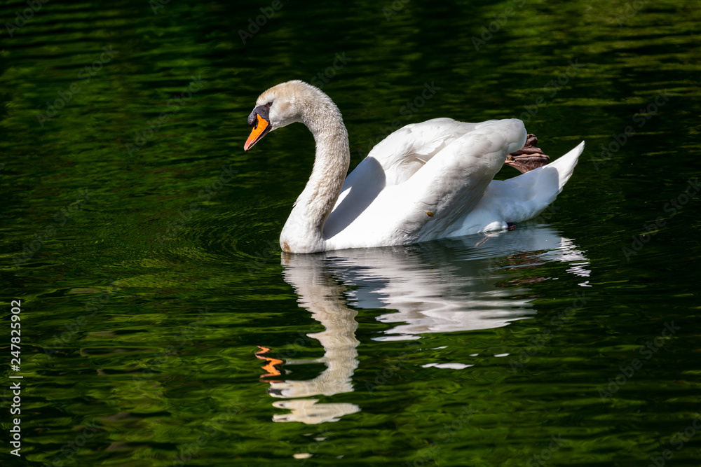 Fototapeta premium White swan in water