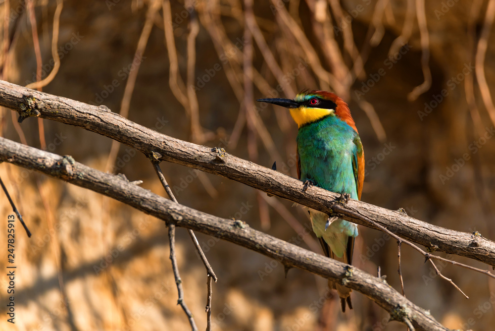 Exotic bird European bee-eater or Merops apiaster Exotic bird European bee-eater or Merops apiaster