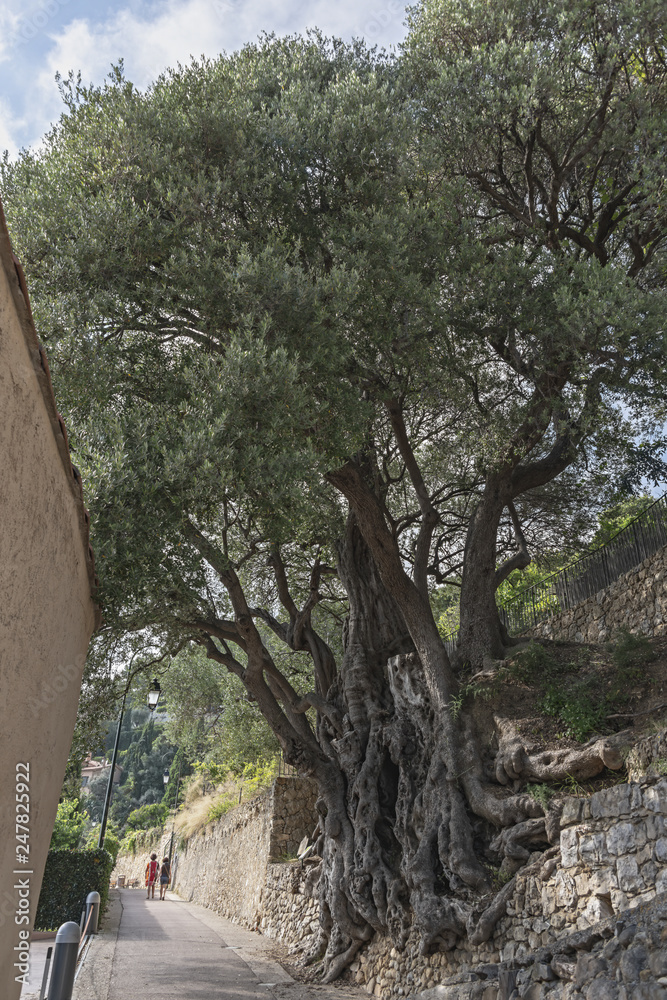 Fototapeta premium Mentone Roquebrune Cap Martin ulivo millenario