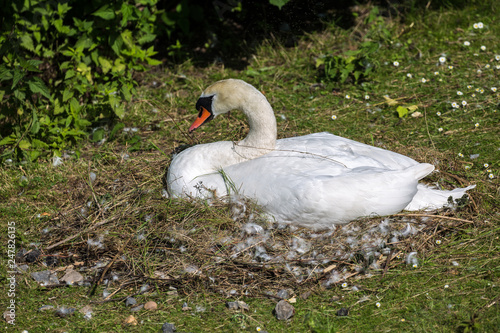 Fototapeta Naklejka Na Ścianę i Meble -  White swan in nest