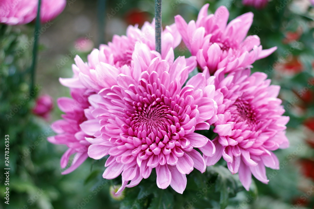 Amazing chrysanthemums of the queen of autumn. When everything dies they come to life. Amazing chrysanthemums of the queen of autumn. When everything dies they come to life.