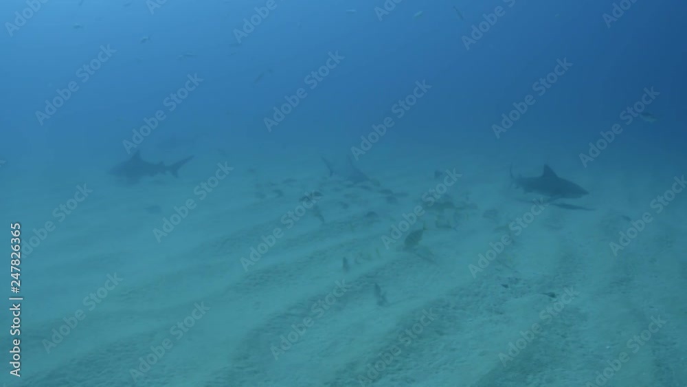 Bull Shark (Carcharhinus leucas). reefs of the Sea of Cortez, Pacific ocean Bull Shark (Carcharhinus leucas). reefs of the Sea of Cortez, Pacific ocean