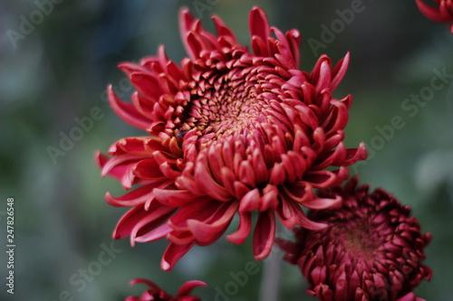 Amazing chrysanthemums of the queen of autumn. When everything dies they come to life.