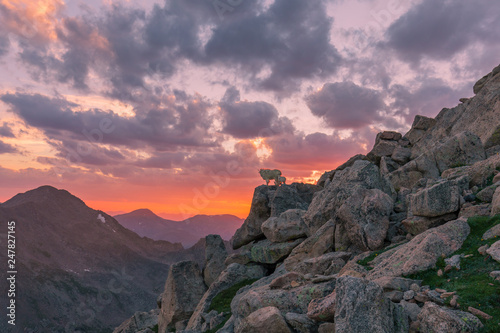 Mountain Goats at Sunset in the Colorado High Country