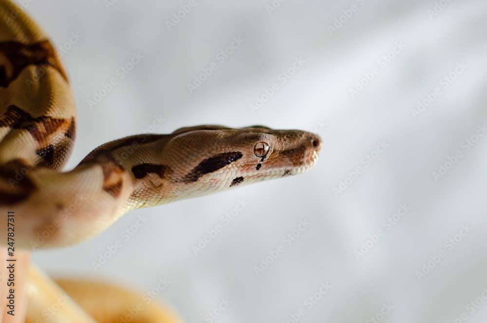 Boa constrictor imperator salmon. Exotic animals in the human environment. Snake isolated on a white background. Boa constrictor imperator salmon. Exotic animals in the human environment. Snake isolated on a white background.
