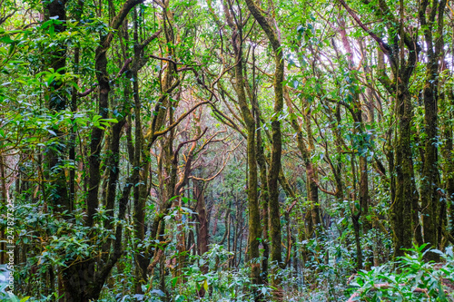 Kew Mae Pan Nature Trail Trekking trail leading through jungle landscape of deep tropical rain forest. famous  trail in Chiang Mail North Thailand