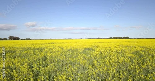 Flying low over vast flowering Canola fields DRONE