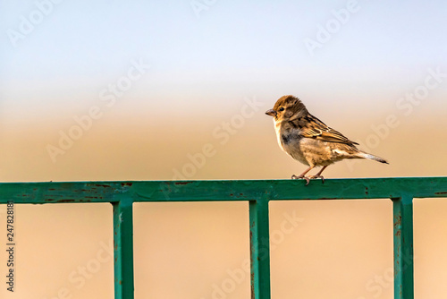 Portrait of a small house sparrow perching on metal gate photo