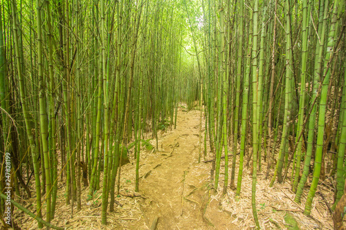 Bamboo Forest in Serra dos Orgaos Park in Petropolis - Rio de Janeiro - Brazil