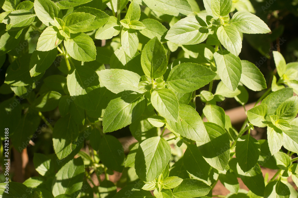 Brazilian Basil Tree Brazilian Basil Tree