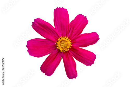 Cosmea flowers isolated