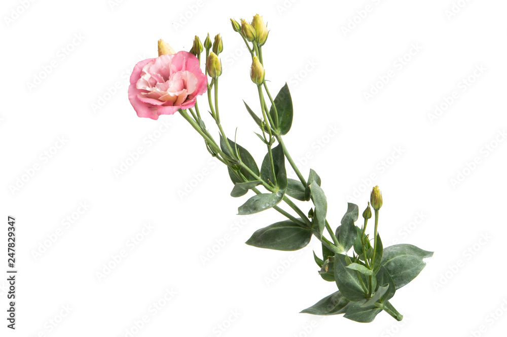 eustoma isolated eustoma isolated