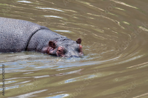 Hippo swimming in the waters of a creek inside Masai Mara National Park during a wildlife safari
