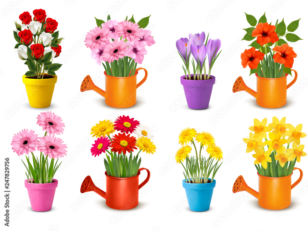 Mega collection of spring and summer colorful flowers in pots.  Vector