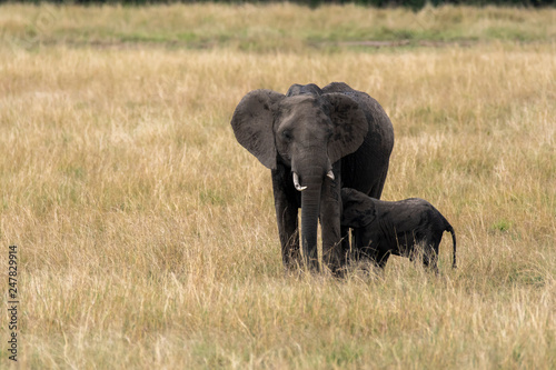 An elephant herd grazing in the grasslands of Masai Mara during a wildlife safari