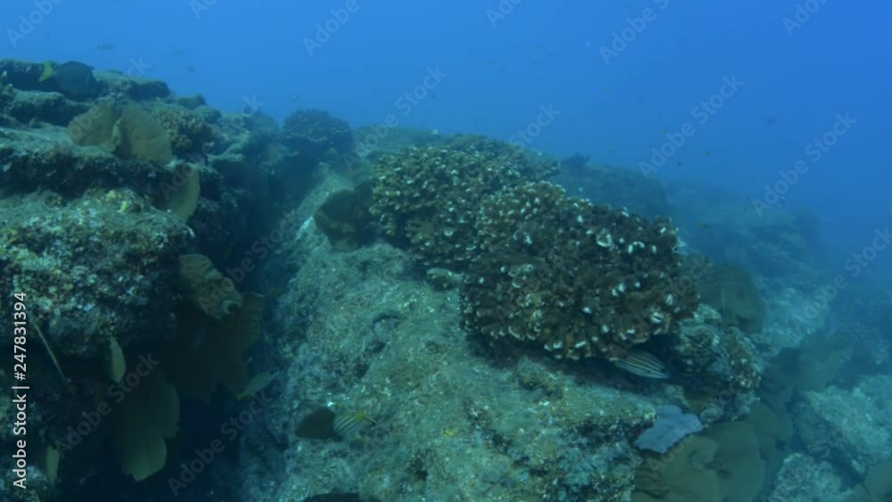 Coral reef scenics of the Sea of Cortez, Baja California Sur, Mexico. Coral reef scenics of the Sea of Cortez, Baja California Sur, Mexico.
