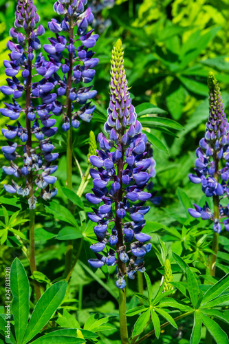 Wild Lupin blossom with bokeh background close-up, selective focus, shallow DOF
