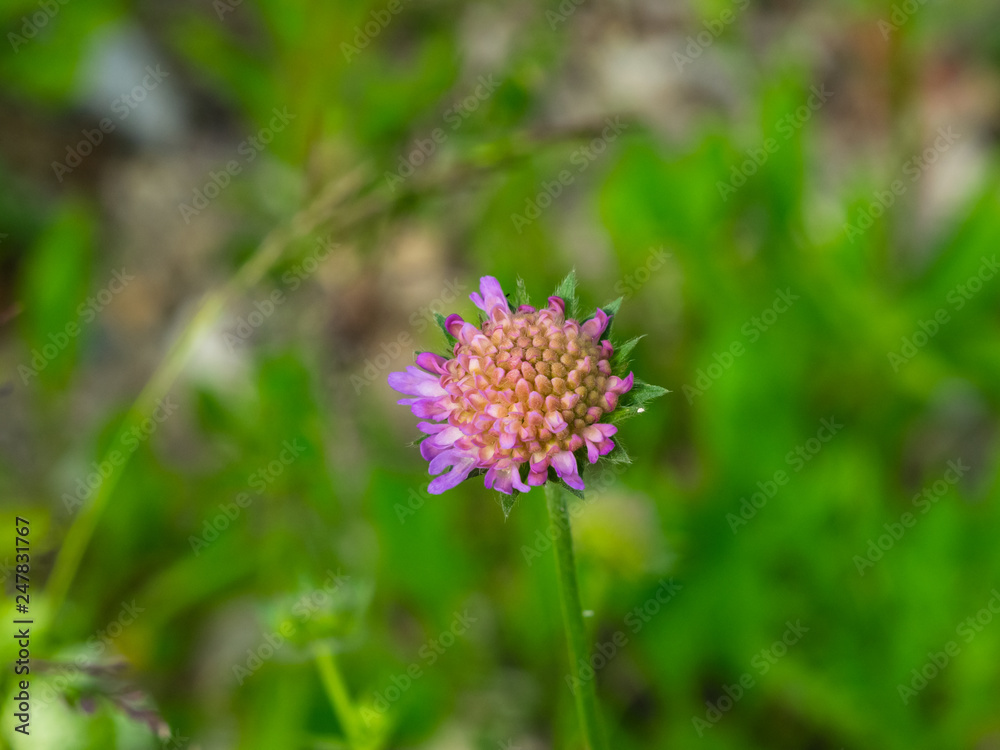 Flower of Field Scabious, Knautia Arvensis, with bokeh background macro, selective focus, shallow DOF