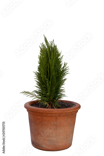 Cypress in pot isolated on white background. Coniferous trees