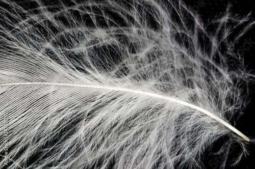 White down feather on black background  close up  macro