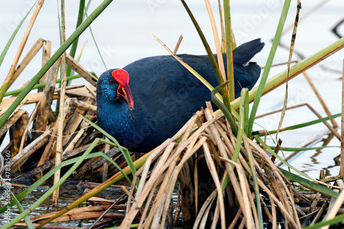 Purpurhuhn (Porphyrio porphyrio) - Western swamphen photo