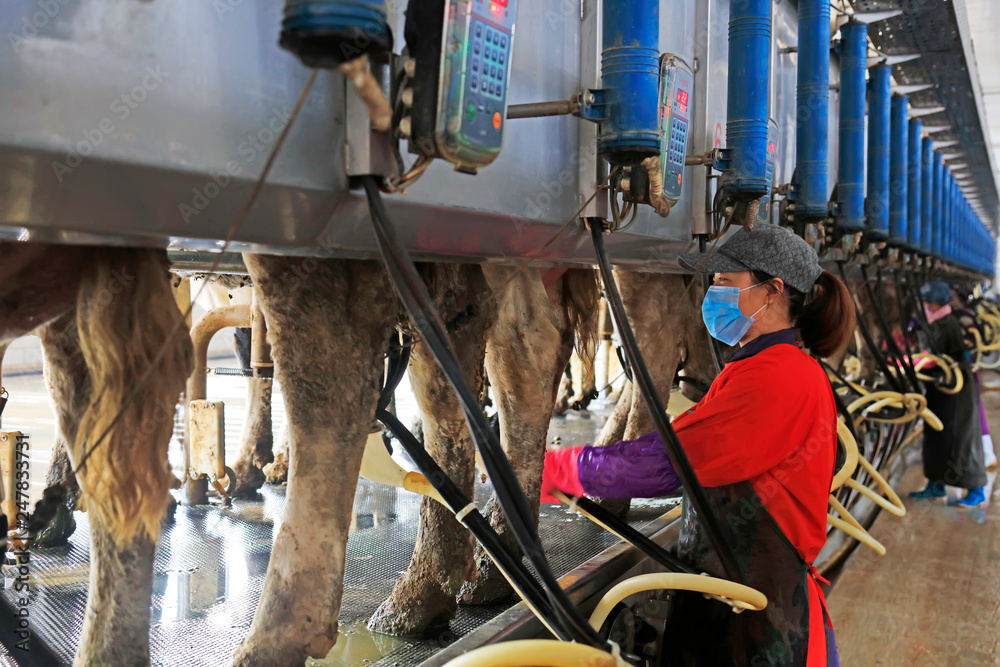 workers install automatic milking machines for cows in a cattle farm, Luannan County, Hebei Province, China