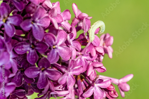 Lilac flowering branch, green caterpillar nibbles, spoils the leaves. Spring