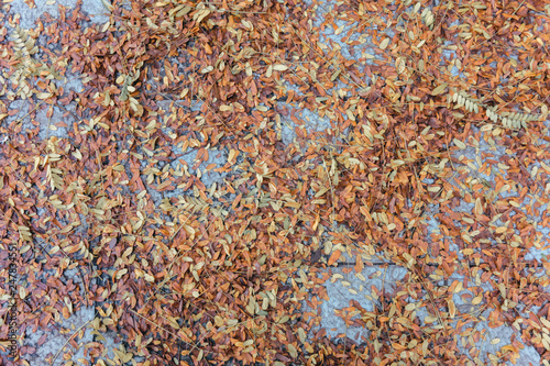 Dried leaves on the floor.  Autumn lbackground. Top view. photo