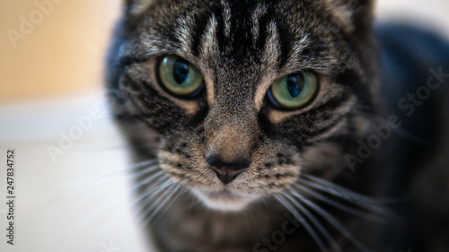 Close up of cute tabby cat in her relaxed environment  © Mateo