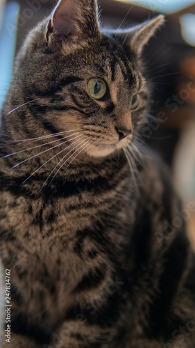 Close up of cute tabby cat in her relaxed environment 