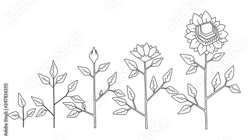 Vector sunflower plant growth stages coloring concept, abstract flower symbols isolated on white background. Sunflower life cycle. Flat style.