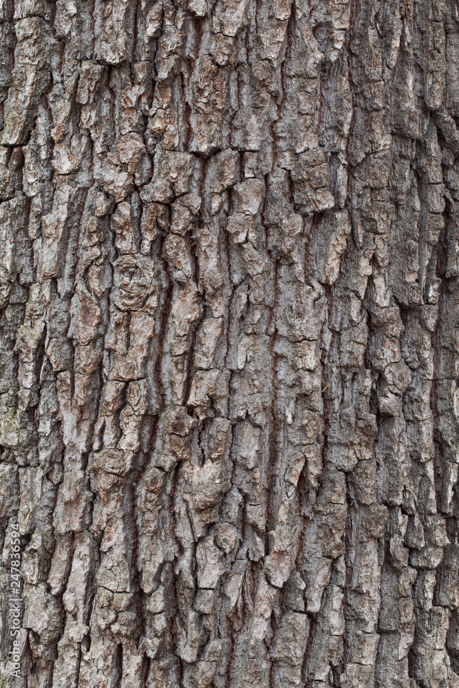 Tree bark texture. natural backgrounds, textures - bark of the European oak tree. Close up view of the bark of an European oak tree Tree bark texture. natural backgrounds, textures - bark of the European oak tree. Close up view of the bark of an European oak tree