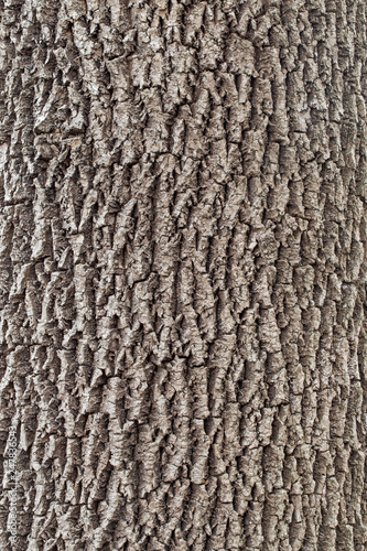Close up view of the bark of an European ash tree. Close up view of the bark of an European ash tree. Tree bark texture. natural backgrounds, textures - bark of the European ash tree