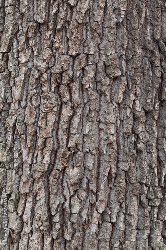 Tree bark texture. natural backgrounds, textures - bark of the European oak tree. Close up view of the bark of an European oak tree 