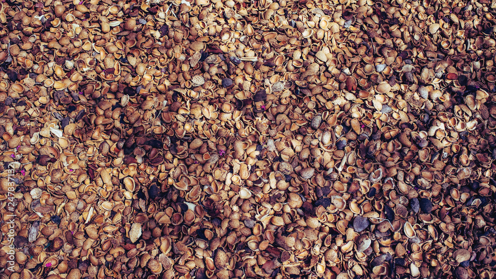 Mallorca Nut Nüsse Mallorca Nut Nüsse