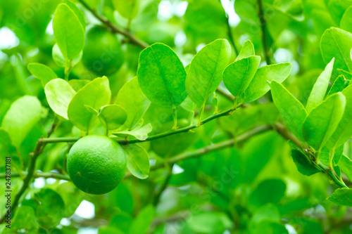 Slika na platnu Fresh green lemon on tree with green garden background.