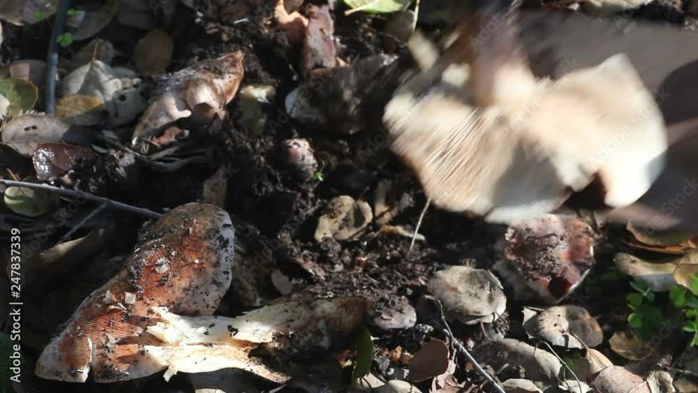 Using a small shovel to remove unwanted mushrooms Using a small shovel to remove unwanted mushrooms