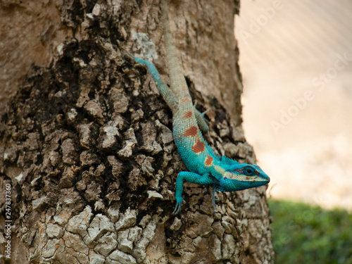 The blue chameleon changing color to blend with brown of bark behind; chameleon camouflaging (soft focus). photo
