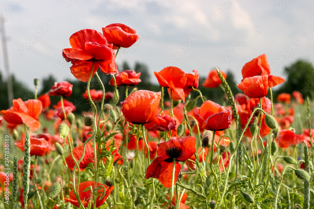 Fototapeta premium Landscape of red poppy flowers on meadow.