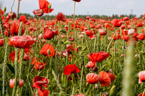 Landscape of red poppy flowers on meadow.