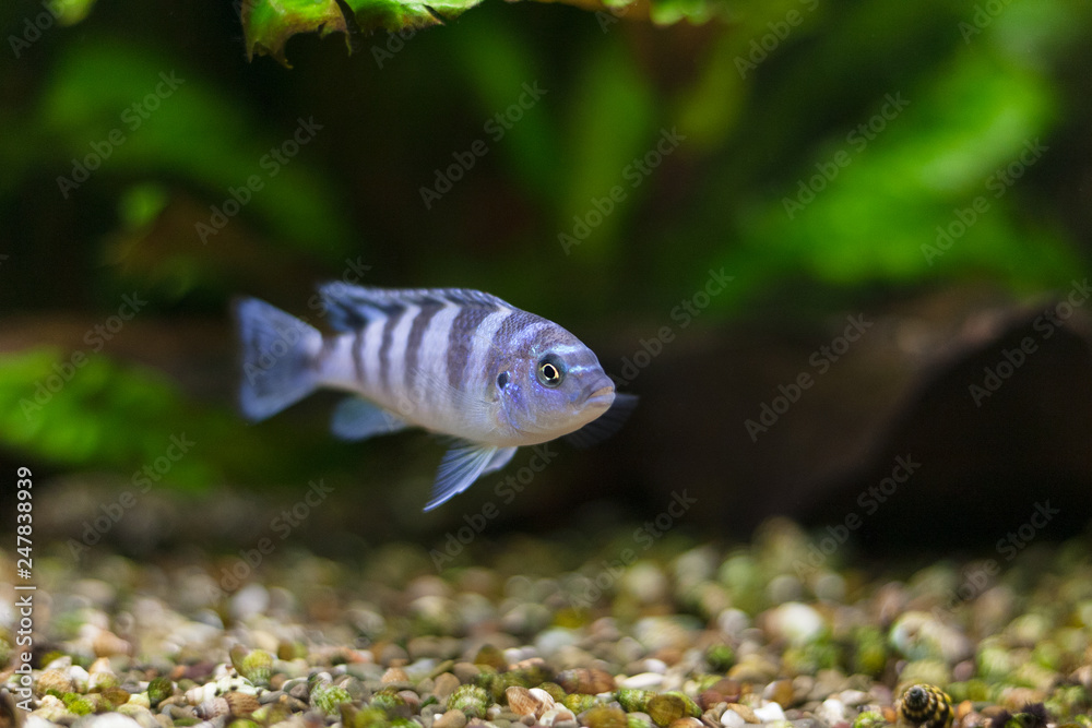 Obraz premium Kenyi cichlid Maylandia lombardoi aquarium fish