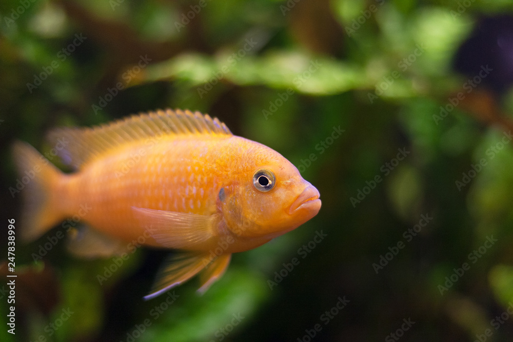 Kenyi cichlid Maylandia lombardoi aquarium fish Kenyi cichlid Maylandia lombardoi aquarium fish