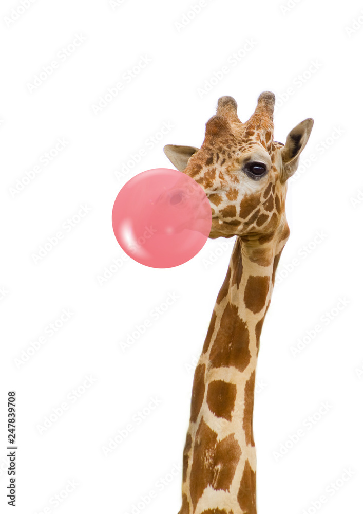 giraffe with bubble gum - obrazy, fototapety, plakaty 