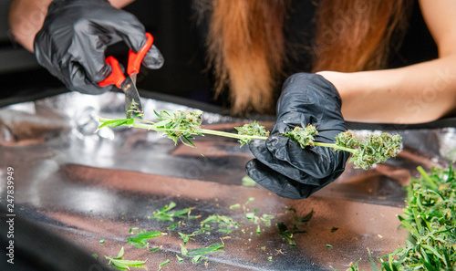 fresh cannabis harvest for medical use. USA marijuana plans photo