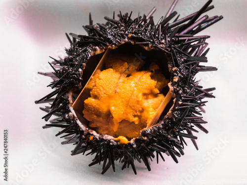Closeup photo of fresh sea urchin (uni) in Japan