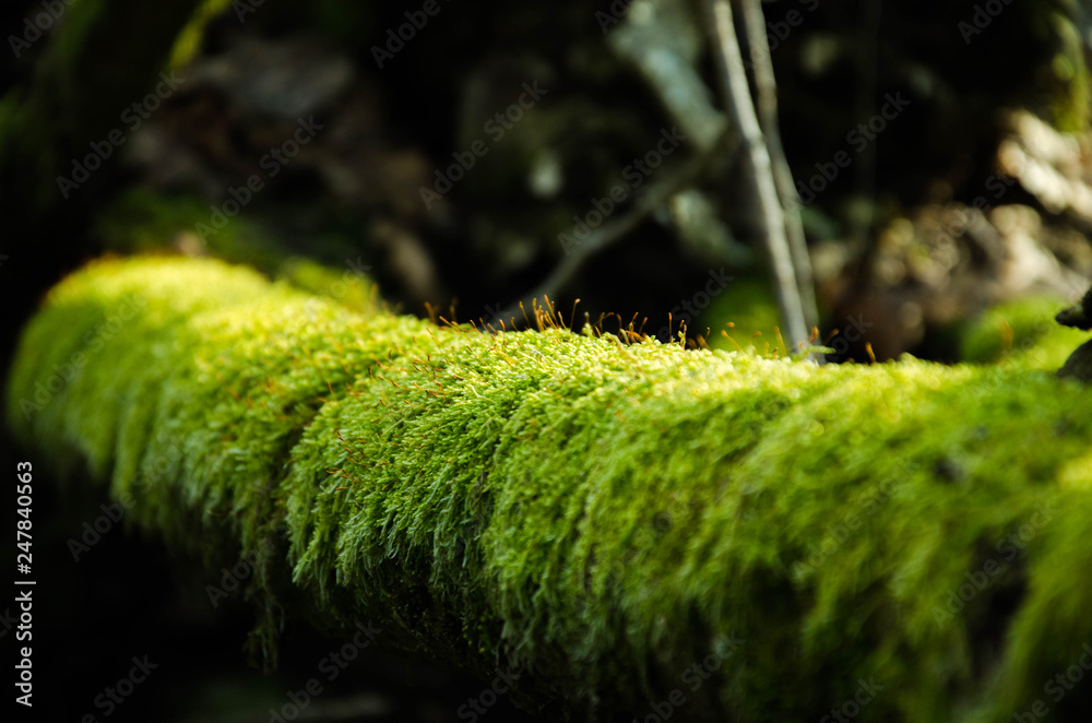 green moss on a tree branch